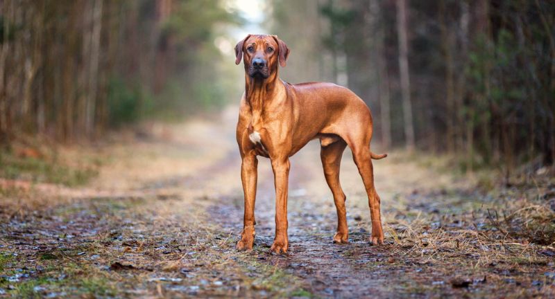 Rhodesian Ridgeback