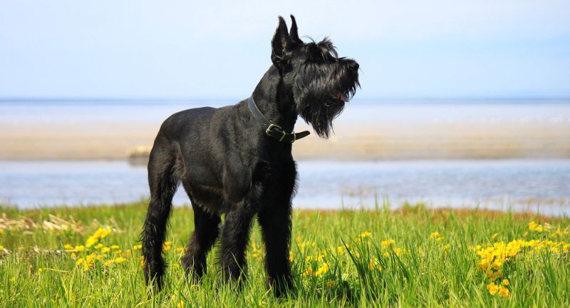 Giant Schnauzer