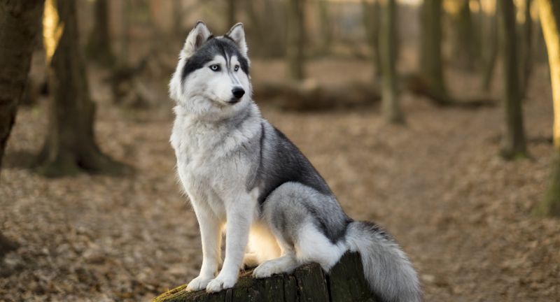 Siberian Husky