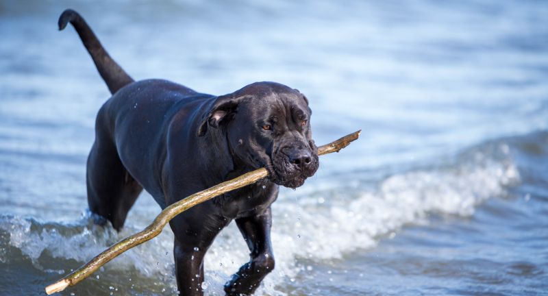 Presa Canario