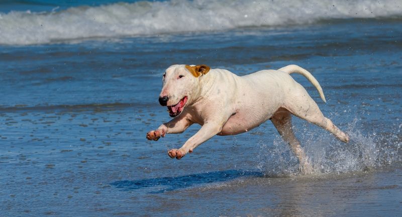 Bull Terrier