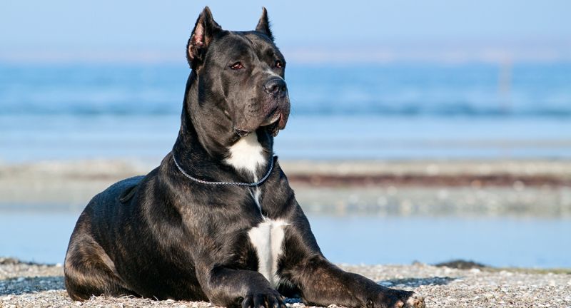 Cane Corso