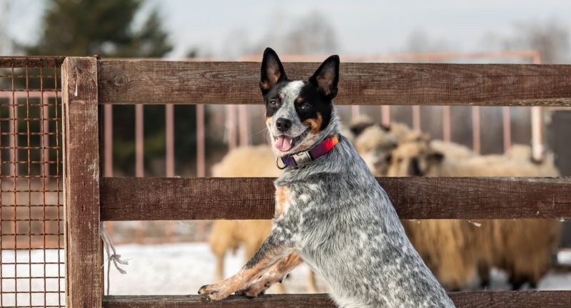 Australian Cattle Dog